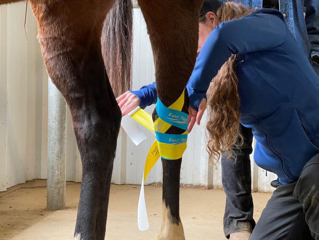What is equine kinesiology taping?