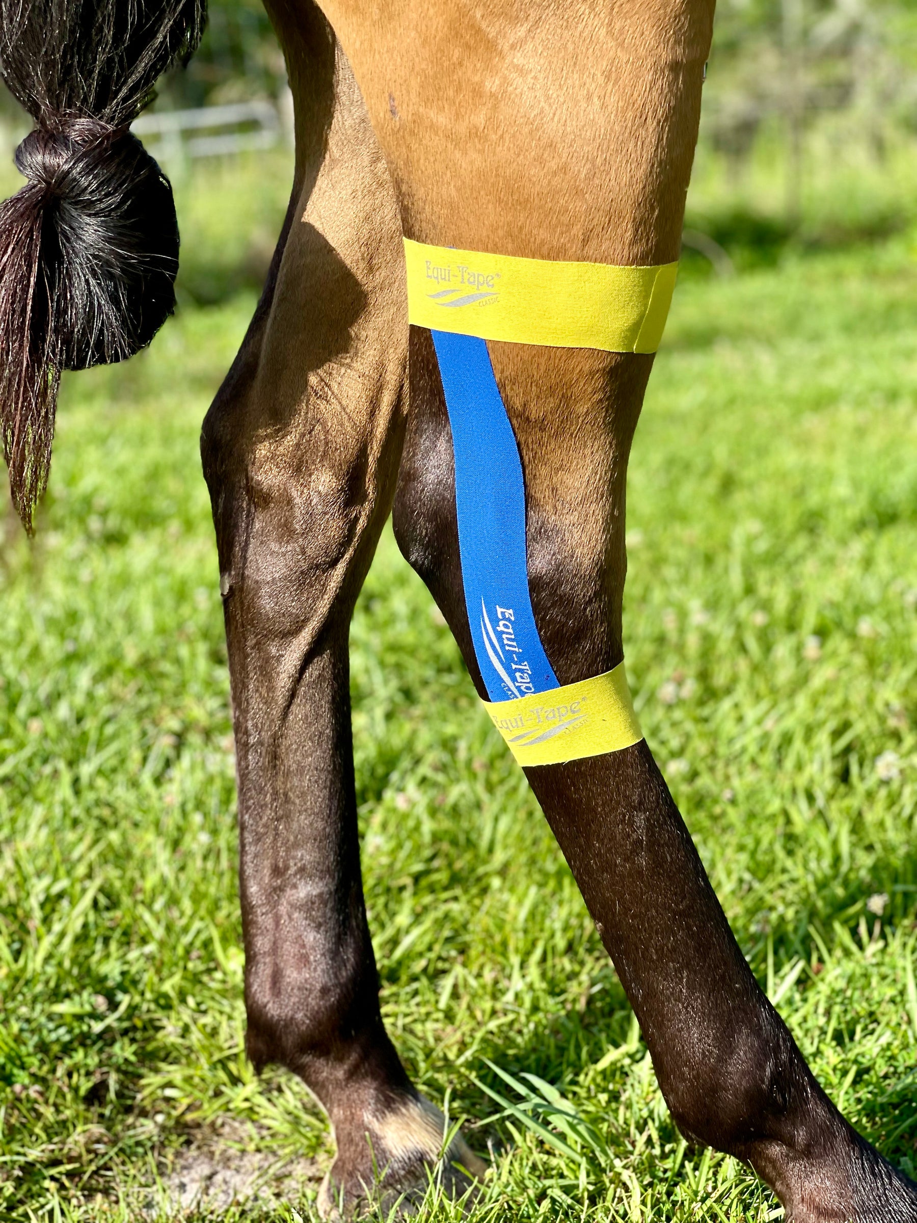 Why is the hock so important to a horse? What can you do to help prevent hock injuries or support a hock after it’s been injured?