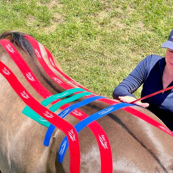 Why is a horse's sore back so complicated? | Equi-Tape®
