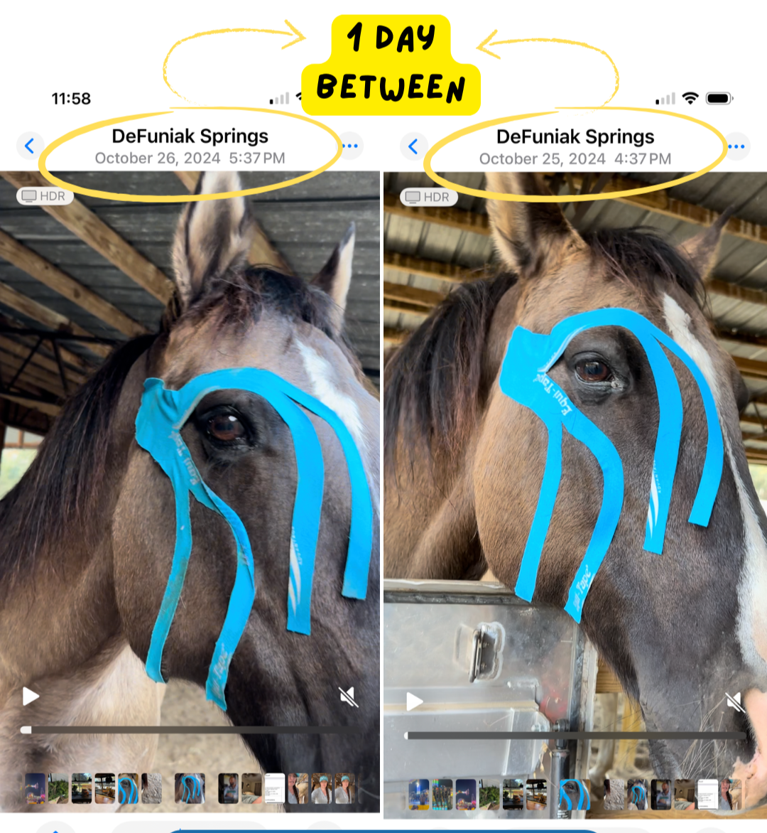 Equi-Tape application showing reduced swelling of a horse's eye in one day. 