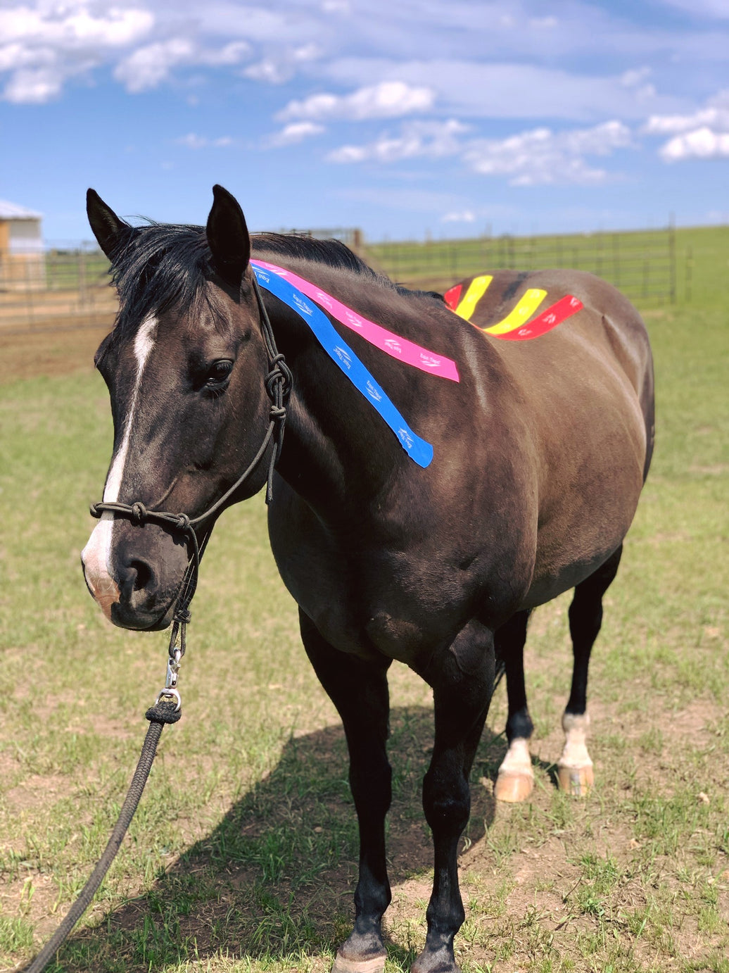 Why use Equi-Tape®?