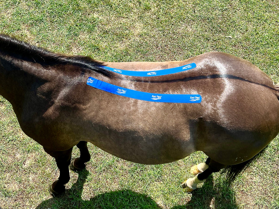 Equi-Tape® Fundamentals Course & Module Bundle