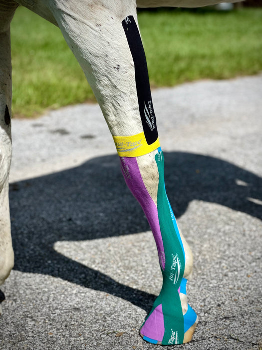 Equi-Tape® Fundamentals Course & Module Bundle