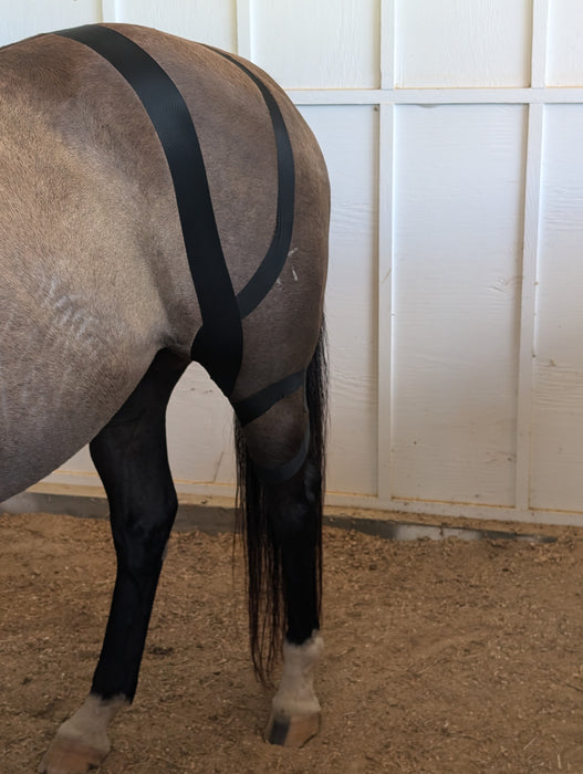 OIO - Equine Biomechanics Course