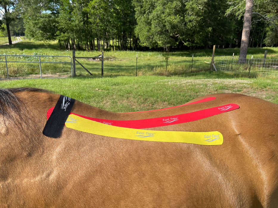 Equi-Taping® Basics Course - Online Introductory Course