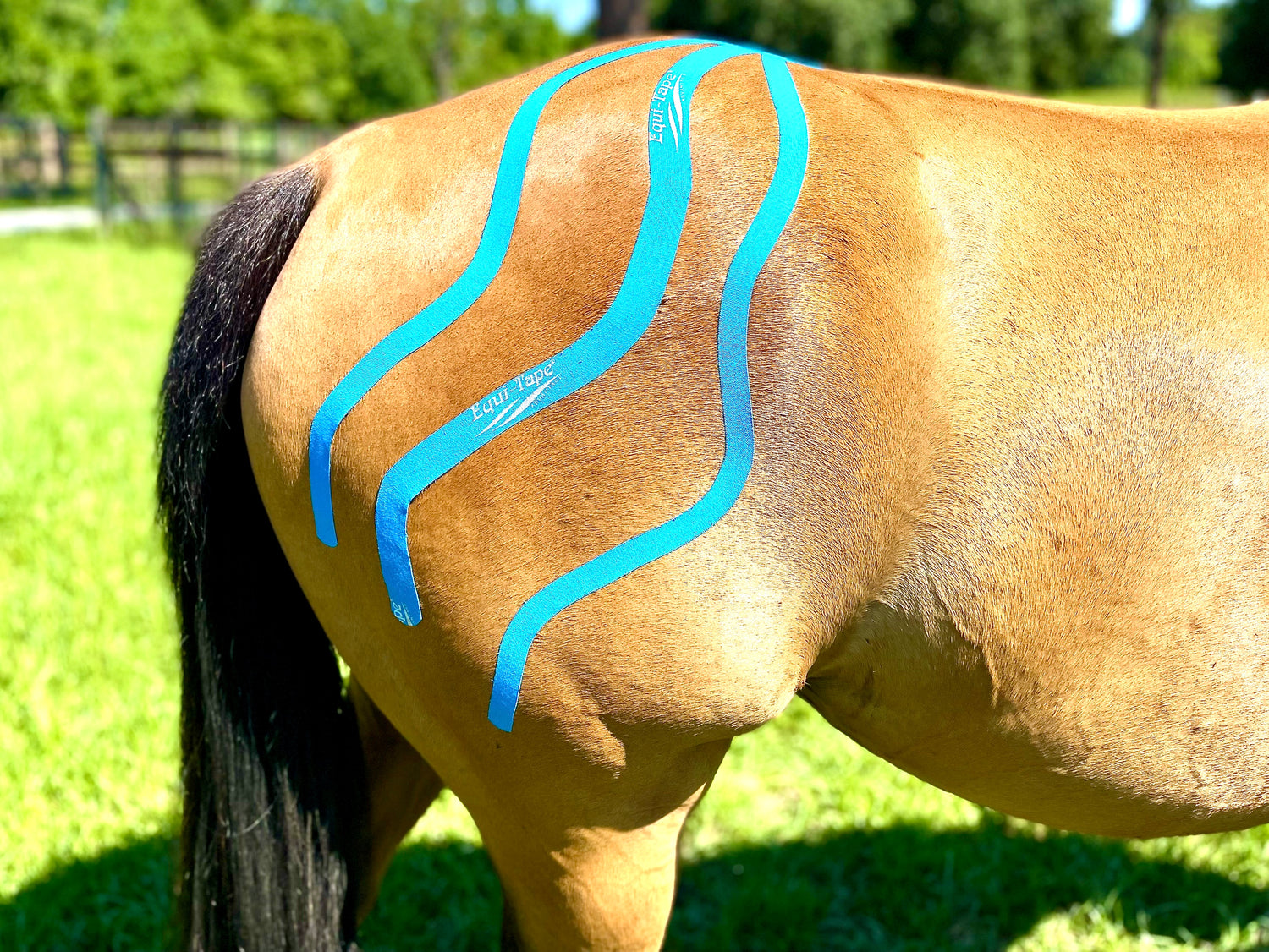 Curso Fundamentos de Equi-Taping™