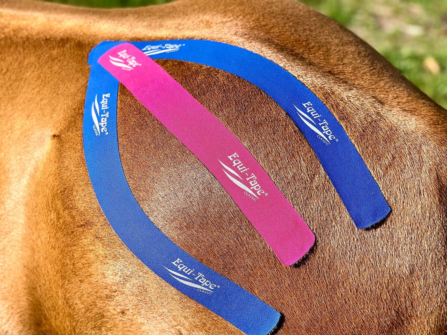 FREE Equi-Taping™ Basics Course