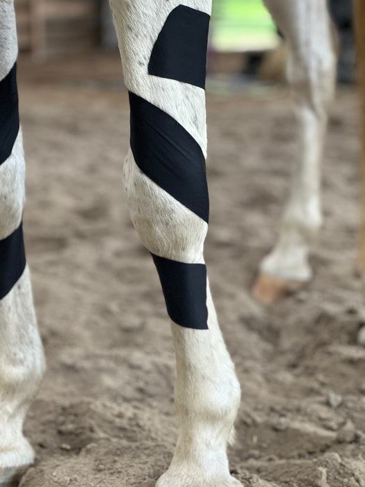 OIO - Equine Biomechanics Course