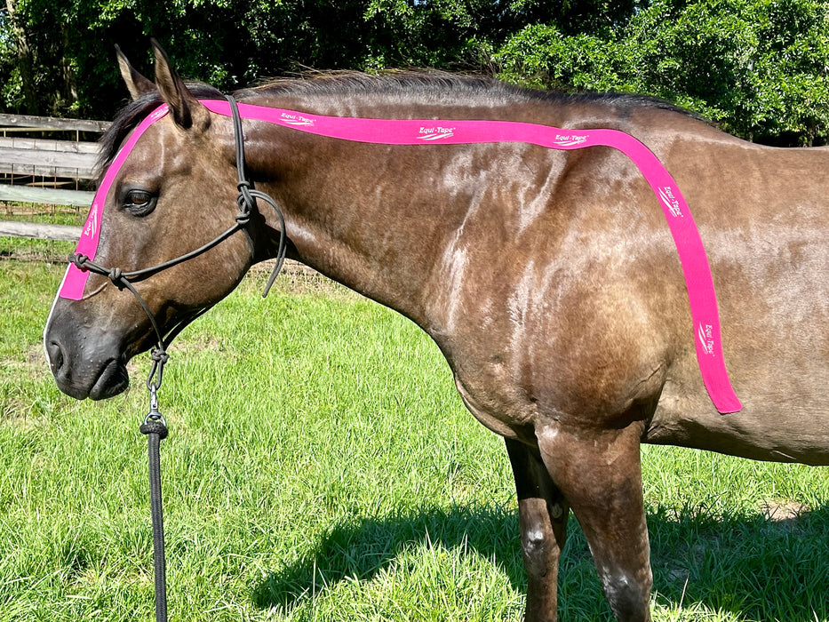 Equi-Tape® Fundamentals Course & Module Bundle