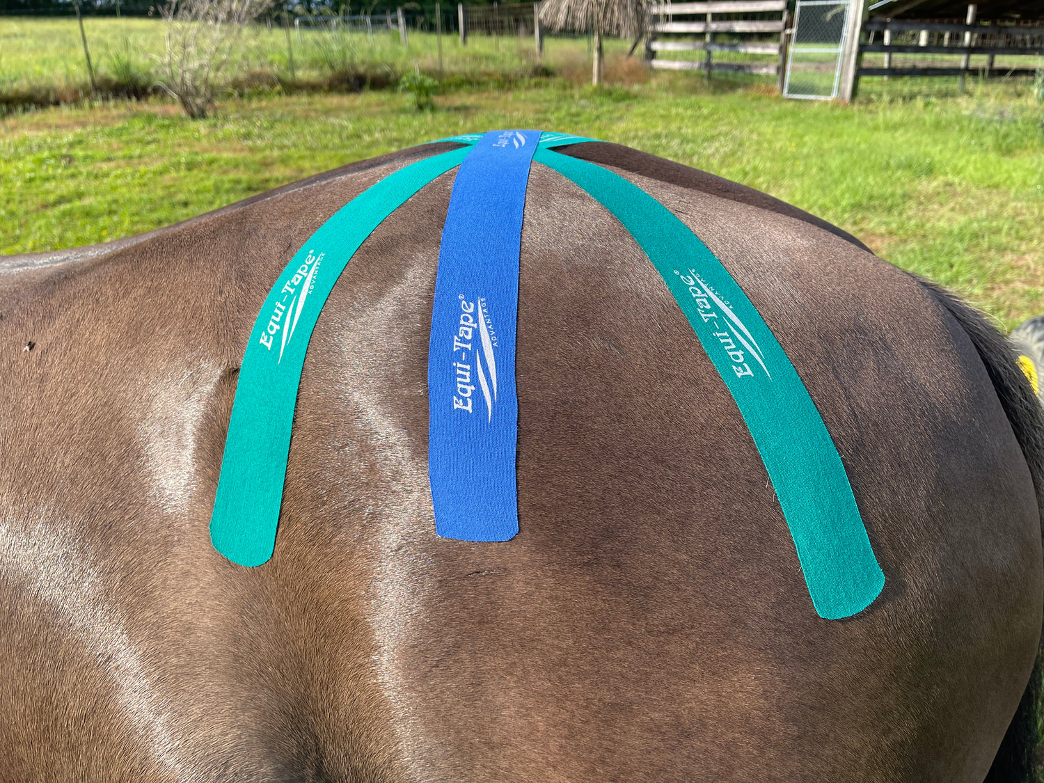 The Trademarked Equi-Taping® Methodology Course