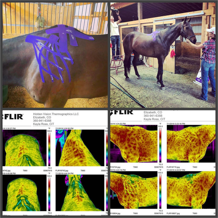 Equi-Taping® Beyond The Basics