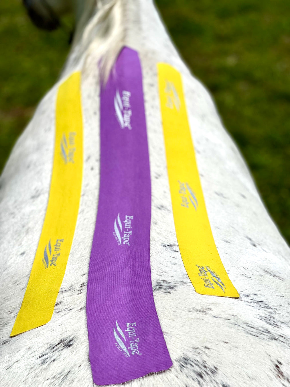 Equi-Tape equine kinesiology taping application for back soreness and spinal decompression. It is used for horses that are sore in their backs and have spinal congestion. 