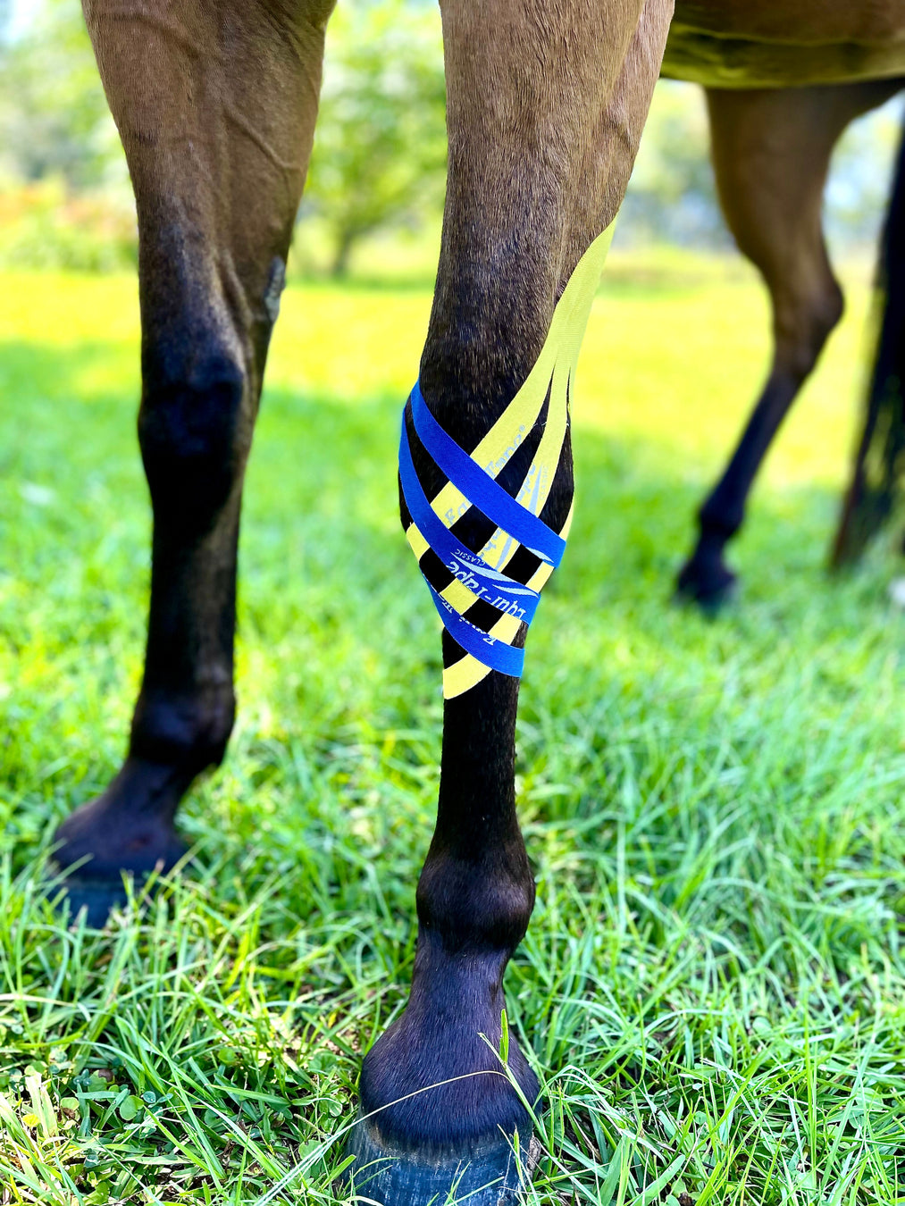 Equi-Tape® application for circulation support for swollen carpus "knee."