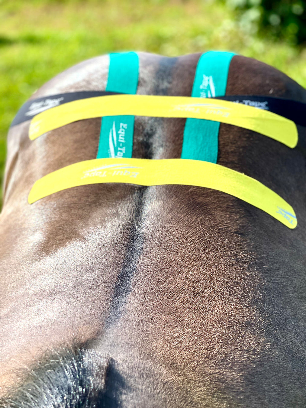 Equi-Tape® application for lumbar and hind-end support. Use this application for lumbar injuries or instability, SI injuries and instability, or for preventative care for equine athletes. 