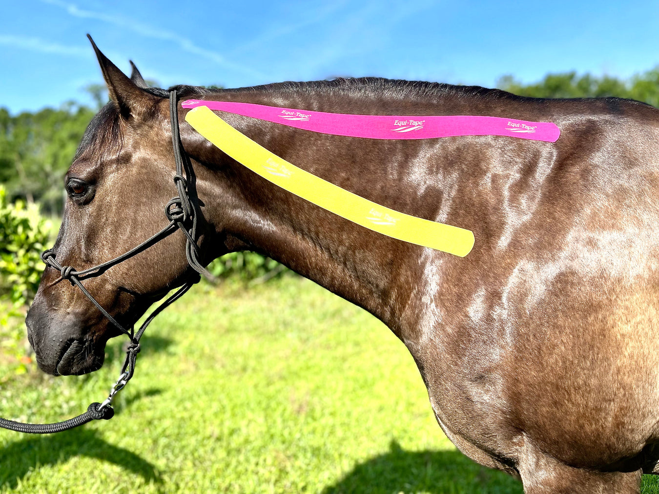 Equi-Tape® application for a horse's sore, stiff, or painful neck. 