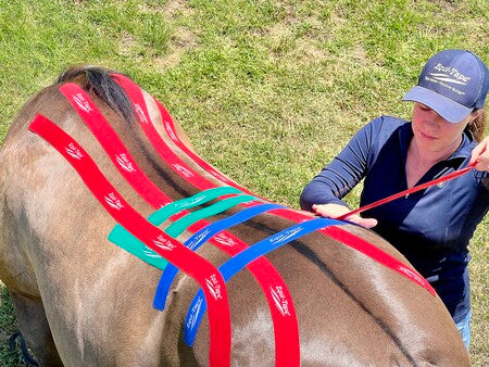 Equine kinesiology world expert Rebecca Haddock, Equi-Taping a horse's back for stability. 