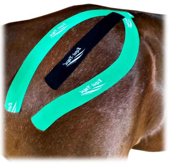 Equi-Tape Introductory Course with equine kinesiology tape