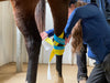 Rebecca Haddock applying an Equi-Tape support application for the hock.