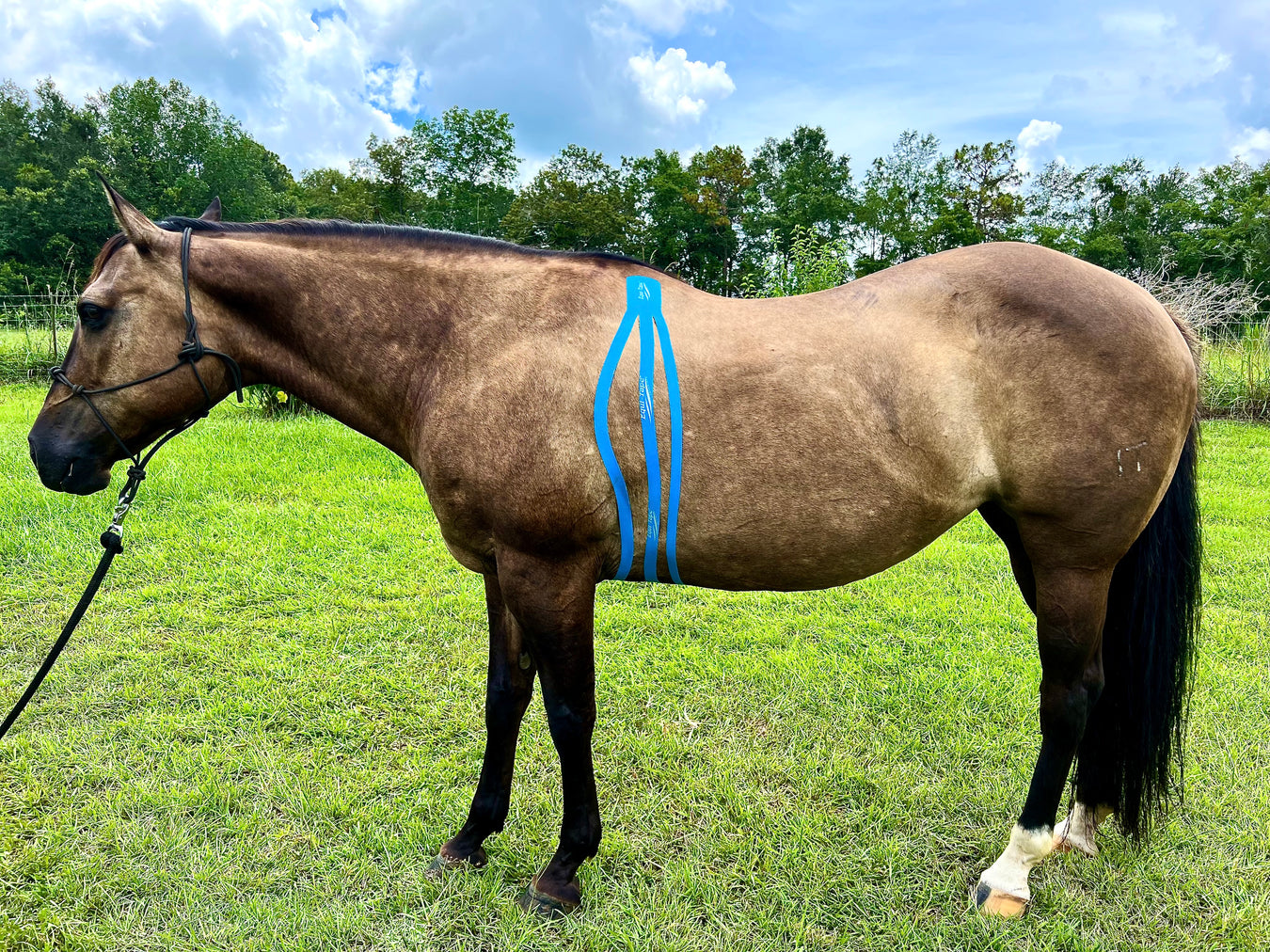 Equi-Tape® Application for girthy horses. This application helps horses who have had saddle fit issues or other issues leading to girth irritation. 