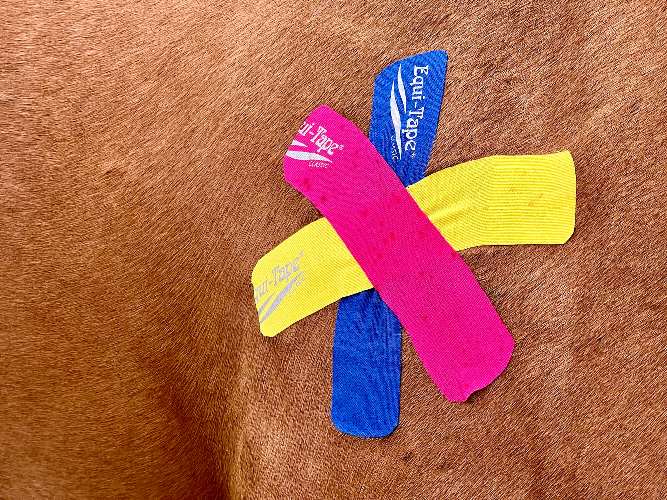 Equi-Tape® application to support the horse's immune system. Use when the horse has hive, heaves, bug bite all over, seasonal allergies, and more. 