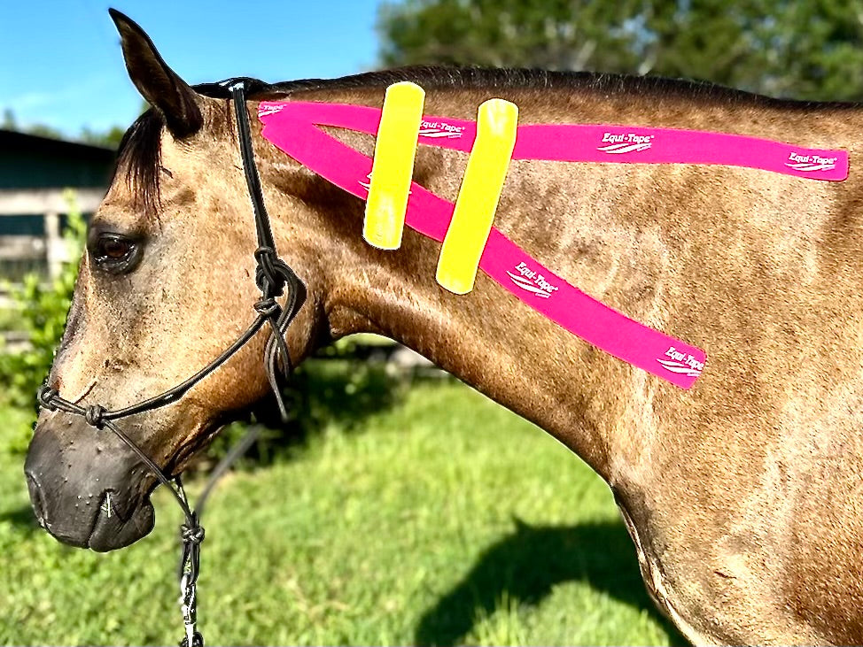 Equi-Tape® application for pre-post chiropractic adjustment to the horse's neck. Helps remove deep inflammation, support the adjustment to last longer, and re-train muscle memory. 