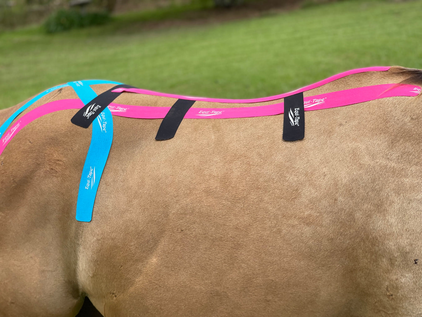Equi-Tape application for supporting the horse's back, hips, and si -  during trailering or hauling. 