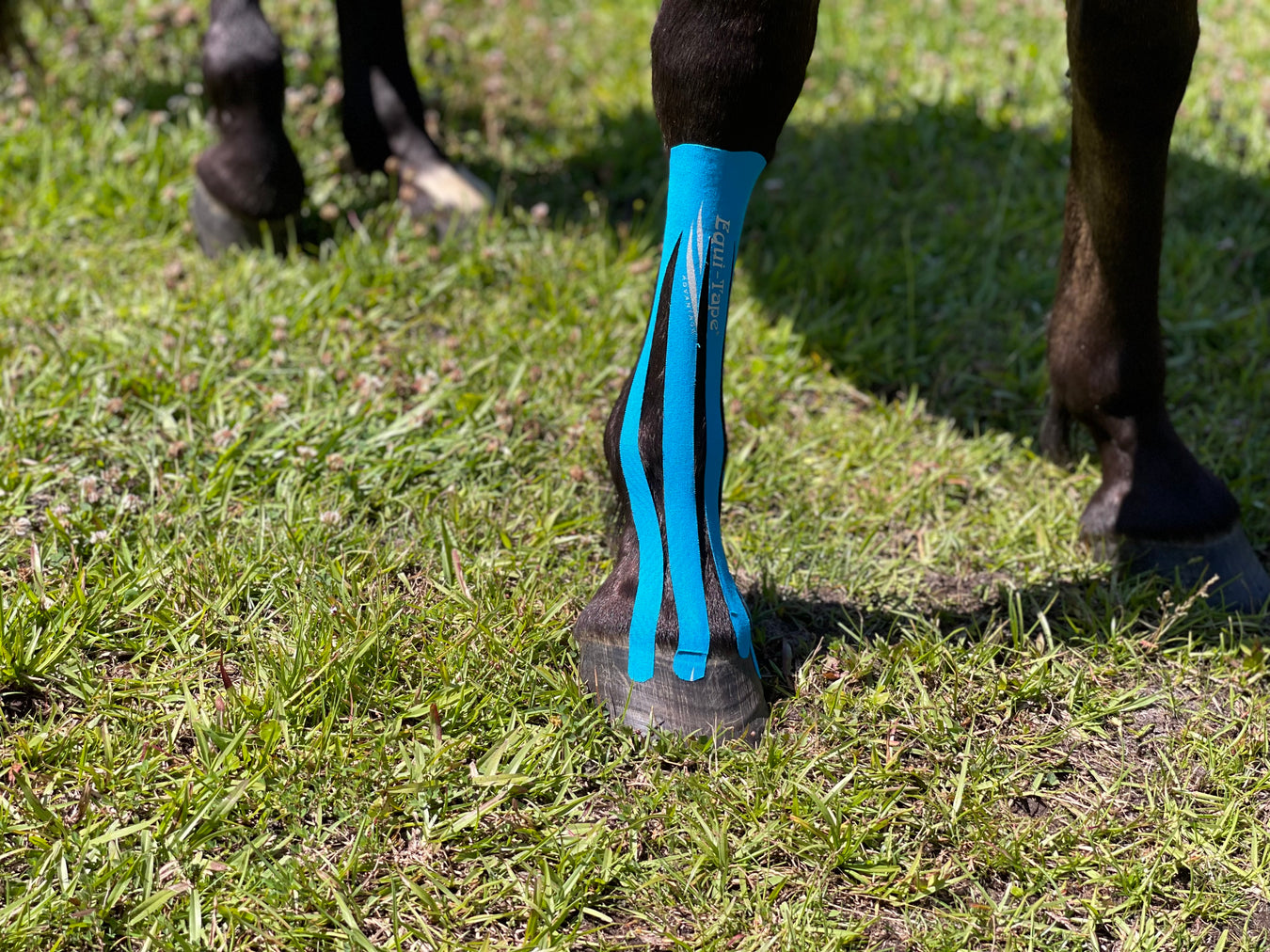 Equi-Tape application to support equine foot abscess healing