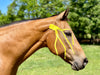 Equi-Tape application for equine seasonal allergies and bug irritation