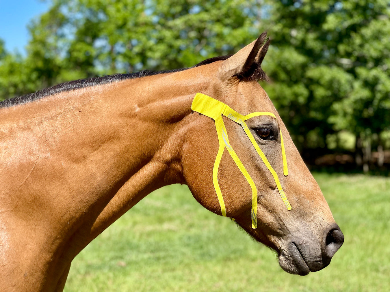 Equi-Tape application for equine seasonal allergies and bug irritation