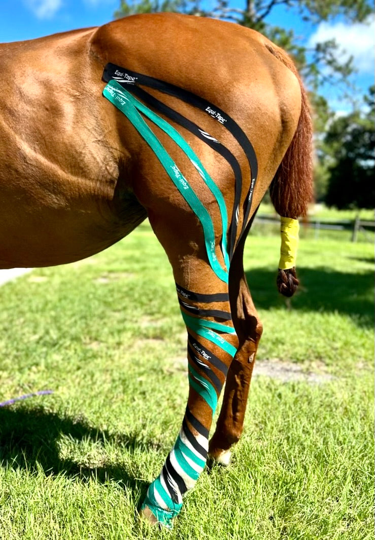 Equi-Tape application for chronic lymphedema. Use this application to help you horse reduce fluid stasis, reduce discomfort, and live a happier life. 