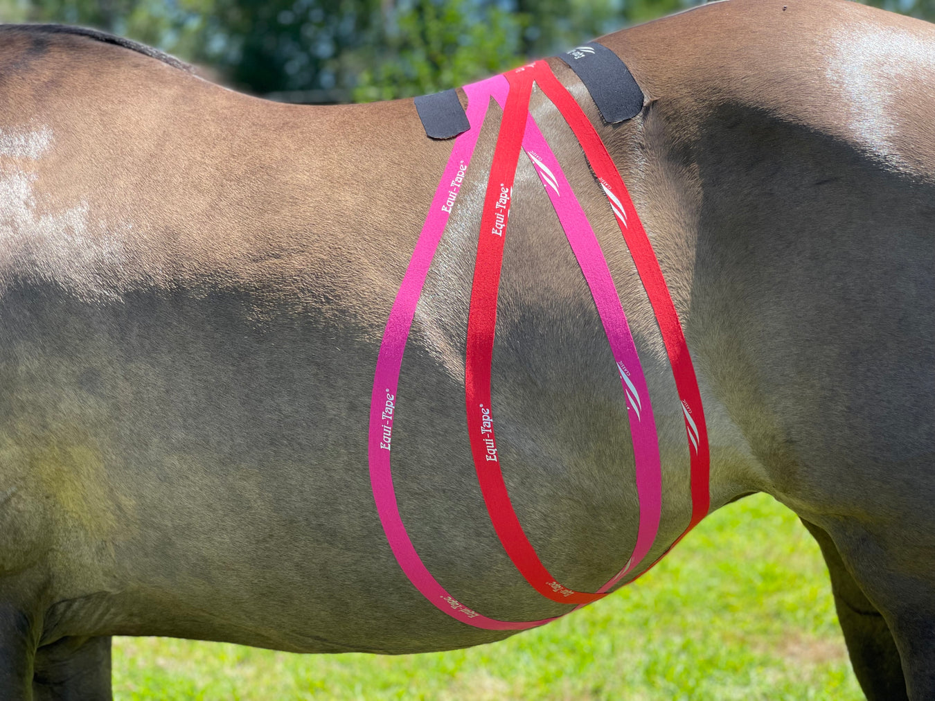Equi-Tape® application for equine digestive support