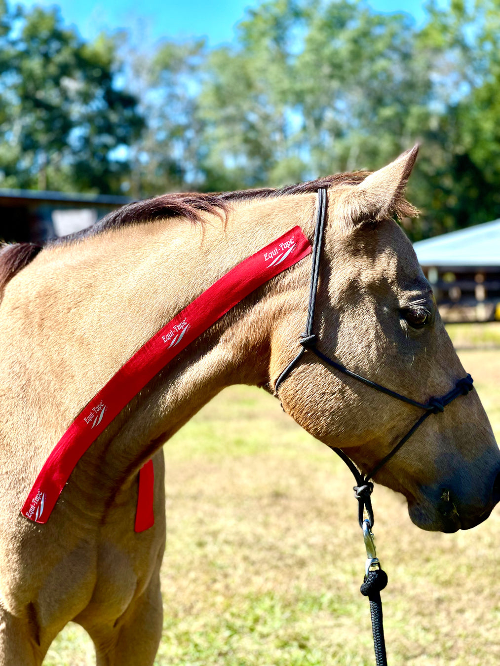 Equi-Tape application for equine front limb extension. Use for training and conditioning to encourage front limb extension. 