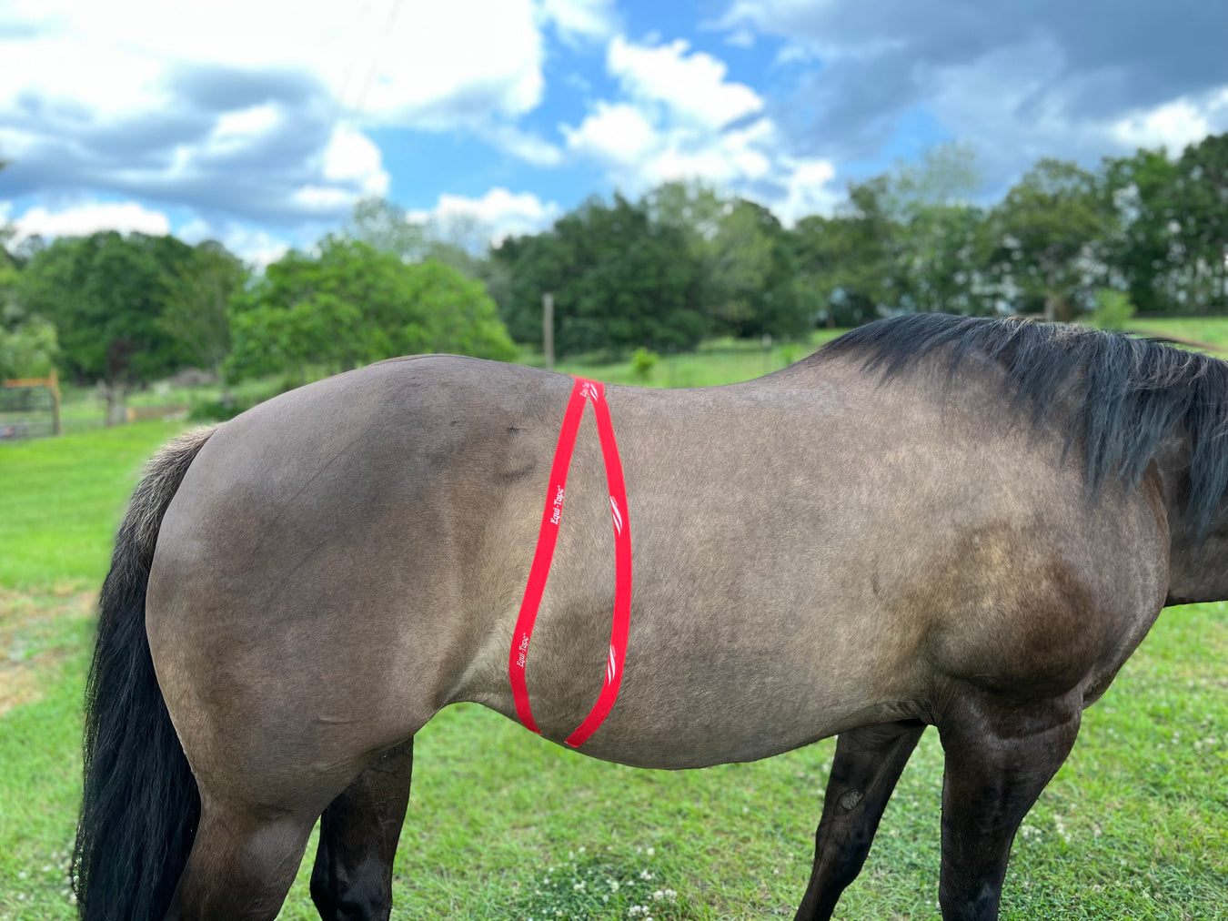 Equi-Tape application to reduce hormonal sensitivity for equine mares. 