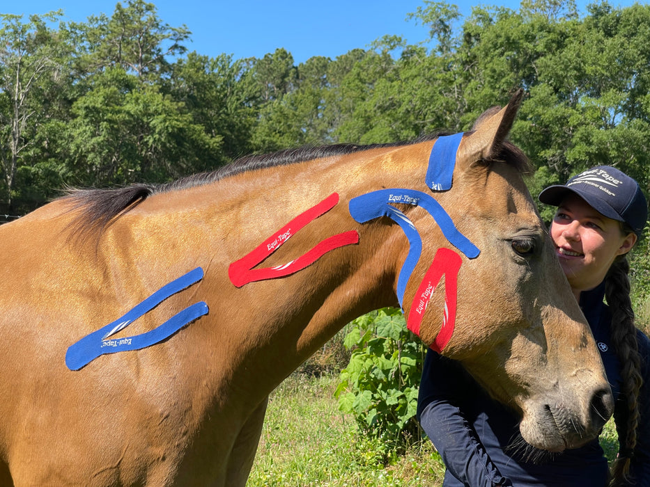 Equi-Tape application for equine post dental work.