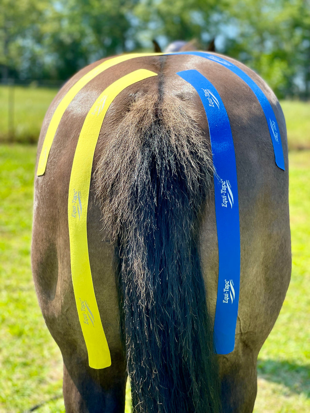 Equi-Tape application for pregnant mares. Use this application to support the hips and pelvis, and relax the "hamstring" muscles. Safe for pregnant mares. 