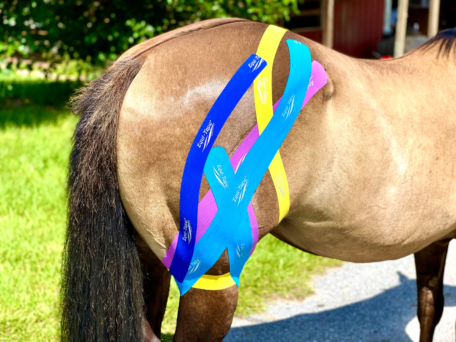 Equi-Tape Stifle Module level 3 - Advanced support. Designed for stifle injuries, medial, middle, and lateral patellar ligament injuries, and stifle sprains, used to rehab after injury. 