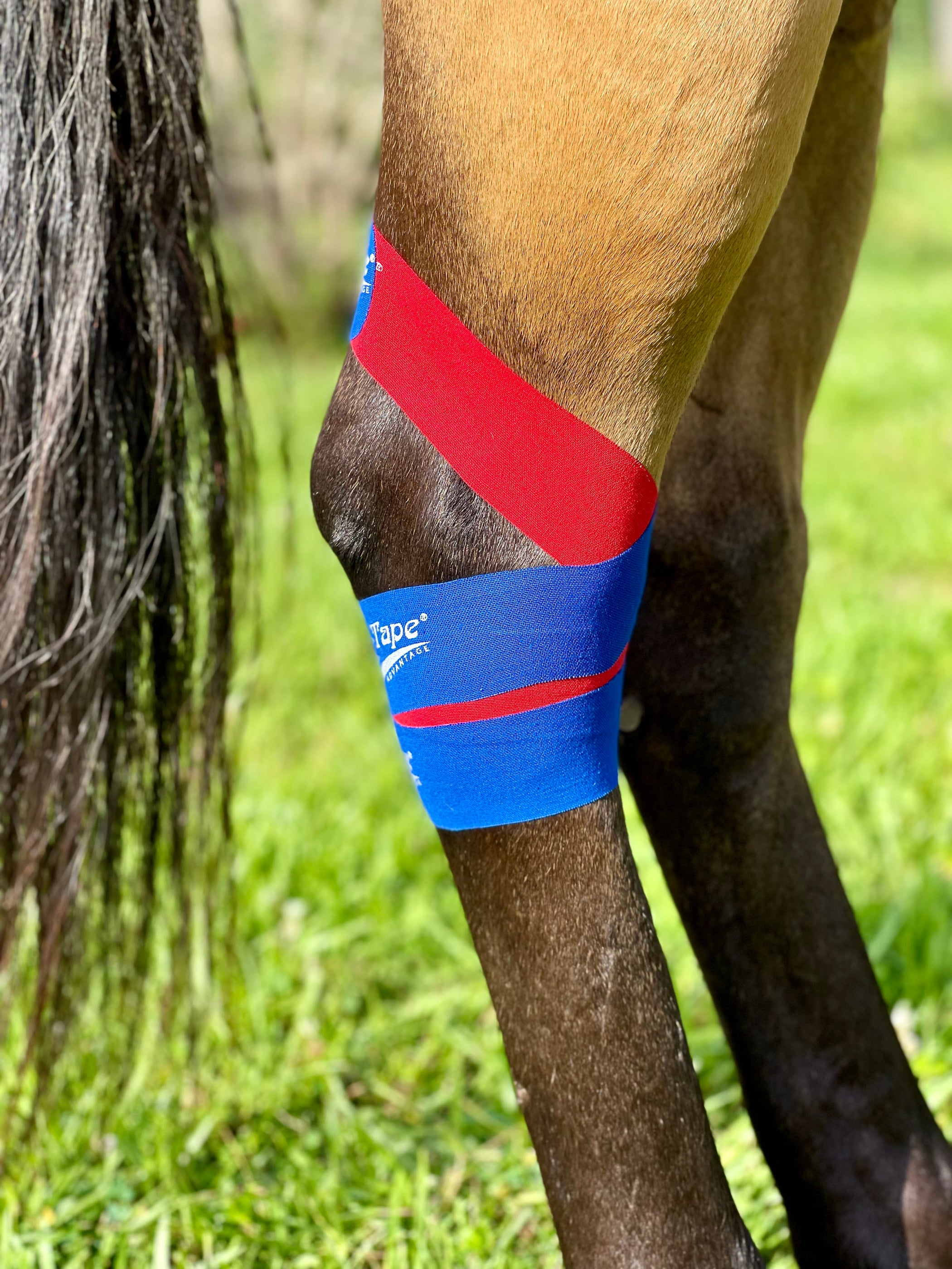 The Hock Module | Horse Hock Injury | Equi-Tape®